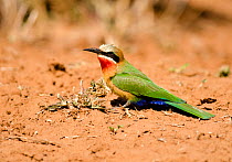White-fronted bee-eater (Merops bullockoides) on ground, Kruger National Park, South Africa, July.