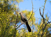 Grey go-away bird ( Corythaixoides concolor)  Kruger National Park, South Africa, July.