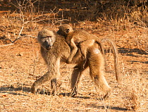 Chacma Baboon (Papio cynocephalus) carrying baby on back, Kruger National Park, South Africa, July.