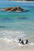 African penguins (Spheniscus demersus) Boulders beach, Cape Town, South Africa, July.