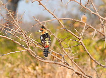 Crested barbet (Trachyphonus vaillantii) perched, Kruger National Park, South Africa, July.