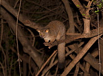 Thick-tailed galago (Otolemur crassicaudatus) at night, Kruger National Park, South Africa, July.