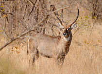Common waterbuck ( Kobus ellipsiprymnus) bull, Kruger National Park, South Africa, July.
