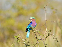 Lilac breasted roller (Coracias caudatus) perched in tree, Kruger National Park, South Africa, July.