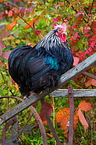 Bantam black cochin rooster, perched on wooden handle of old hand plough, Middletown, Connecticut, USA.
