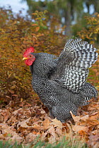 Bantam Plymouth barred rock rooster flapping wings  in late autumn foliage, Middletown, Connecticut, USA.