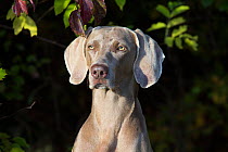 Weimaraner by edge of woodland, Colchester, Connecticut, USA. Non-ex.