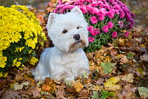 West Highland Terrier in autumn by yellow and pink flowers. Veron, Connecticut, USA. Non-ex.