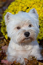 West Highland Terrier in autumn by yellow flowers. Veron, Connecticut, USA. Non-ex.