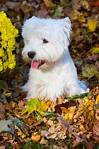 West Highland Terrier in autumn, Veron, Connecticut, USA. Non-ex.