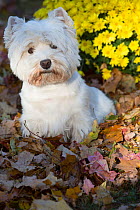 West Highland terrier in autumn by yellow flowers. Veron, Connecticut, USA. Non-ex.