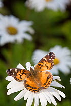 Painted lady butterfly (Vanessa cardui) on Montauk Daisy, Madison, Connecticut, USA.