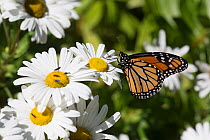 Monarch butterfly (Danaus plexippus) female nectaring on a Montauk Daisy, Madison, Connecticut, USA. Non-ex.