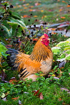 Buff brahma bantam (gold and black) rooster in green vegetation, Higganum, Connecticut, USA.