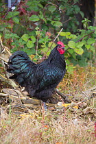 Black australorp rooster, in autumn, Higganum, Connecticut, USA.