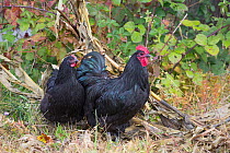 Large black australorp rooster and hen in old garden, Higganum, Connecticut, USA.