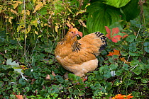 Free-range buff brahma bantam gold and black hen in autumn vegetation, Higganum, Connecticut, USA.