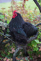 Black cochin bantam rooster on antique, wood-handled plough, Higganum, Connecticut, USA. Non-ex.
