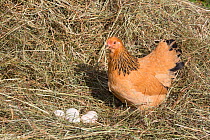 Buff brahma bantam gold and black hen with her clutch of eggs in straw, Higganum, Connecticut, USA.