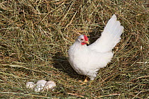 White rosecomb leghorn bantam hen standing by her clutch of eggs in straw, Higganum, Connecticut, USA.