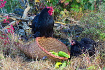 Black cochin bantam rooster with hen, perched on a cornucopia basket of garden peppers, Higganum, Connecticut, USA.