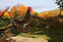 Large black australorp crowing, perched on rock by old, wooden plough, autumn, Higganum, Connecticut, USA.