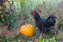 Large black australorp in garden, next to pumpkin in autumn, Higganum, Connecticut, USA.