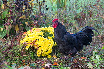 Large black australorp rooster in garden in autumn, Higganum, Connecticut, USA.