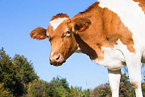Guernsey dairy cow, Granby, Connecticut, USA.