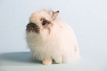 Jersey woolly rabbit, broken chinchilla colour against white background.