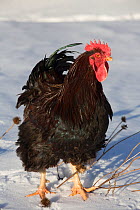 Plymouth rock rooster (partridge color variety) standing in snow by old Coneflower stems, Higganum, Connecticut, USA,
