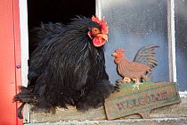 Bantam cochin rooster perched in barn window next to 'welcome' sign, Higganum, Connecticut, USA.