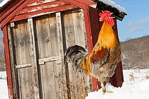 Free-range maran (blue copper colour) rooster crowing, standing on log in snowy field, in front of old wooden out building, Higganum, Connecticut, USA.