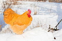 Orpington rooster in snow-covered farm field, in front of old plow, Higganum, Connecticut, USA.