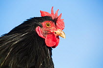 Black cochin bantam rooster, Higganum, Connecticut, USA. Non-ex.