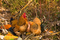 Black and gold bantam brahma hen and rooster foraging among gourds in garden. Higganum. Connecticut, USA. November. Non-ex.