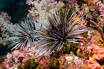 Banded sea urchin (Echinothrix calamaris)  Mabul, Malaysia.  Indo-Pacific.