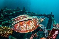 Green turtle (Chelonia mydas) with two large remoras (Echeneis naucrates) attached to its carapace, at rest on artificial reef.  Mabul, Malaysia.