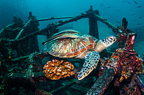 Green turtle (Chelonia mydas) with two remoras (Echeneis naucrates) attached to its carapace, at rest on artificial reef.  Mabul, Malaysia.