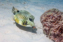 Smooth trunkfish (Lactophrys triqueter) on sea floor, Bonaire, Netherlands Antilles, Caribbean, Atlantic Ocean.