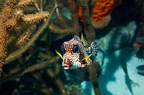 Smooth trunkfish (Lactophrys triqueter)  Bonaire, Netherlands Antilles, Caribbean, Atlantic Ocean.