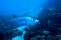 Atlantic tarpon (Megalops atlanticus)  Bonaire, Netherlands Antilles, Caribbean, Atlantic Ocean.