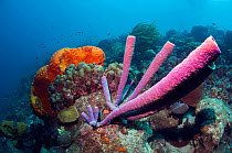 Stove-pipe sponge (Aplysina archeri) and Orange elephant ear sponge (Agelas clathrodes)  Bonaire, Netherlands Antilles, Caribbean, Atlantic Ocean.