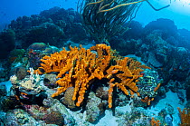 Brown tube sponge (Agelas conifera)  Bonaire, Netherlands Antilles, Caribbean, Atlantic Ocean.