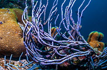 Row pore rope sponge (Aplysina cauliformis)  Bonaire, Netherlands Antilles, Caribbean, Atlantic Ocean.