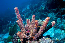 Convoluted barrel sponge (Aplysina lacunosa) Bonaire, Netherlands Antilles, Caribbean, Atlantic Ocean.
