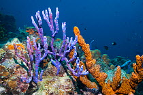 Brown tube sponge (Agelas conifera) and Row pore rope sponge (Aplysina cauliformis)  Bonaire, Netherlands Antilles, Caribbean, Atlantic Ocean.