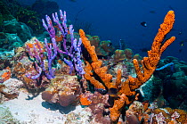 Brown tube sponge (Agelas conifera) and Row pore rope sponge (Aplysina cauliformis)  Bonaire, Netherlands Antilles, Caribbean, Atlantic Ocean.