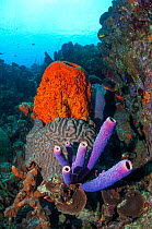 Coral reef scenery with Orange elephant ear sponges (Agelas clathrodes), Stove-pipe sponge (Aplysina archeri) and Boulder brain coral (Colpophyllia natans)  Bonaire, Netherlands Antilles, Caribbean, A...