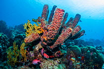 Convoluted barrel sponge (Aplysina lacunosa)  Bonaire, Netherlands Antilles, Caribbean, Atlantic Ocean.